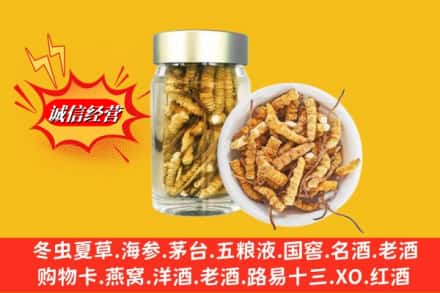 新津区回收散虫草